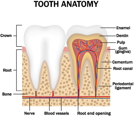 Tooth anatomy